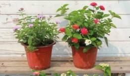 吴迪阿迪最新爆料视频,精彩瞬间与幕后故事大公开